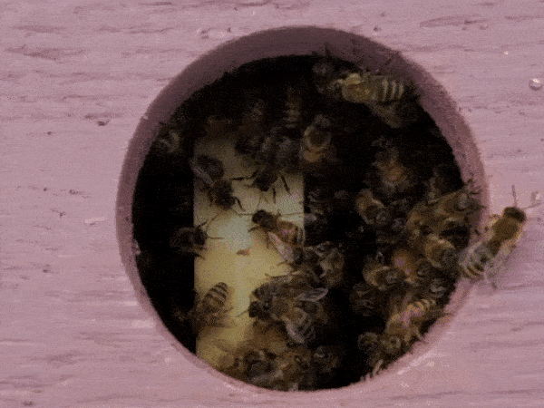 This nasty bug is hurting our bees