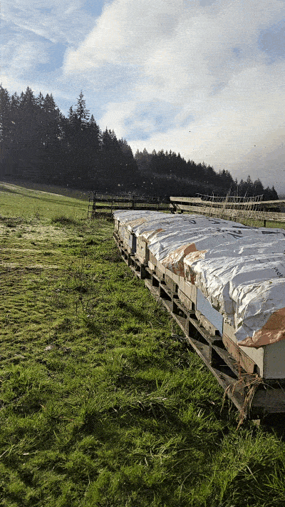 Two weeks until we find out if the bees made it