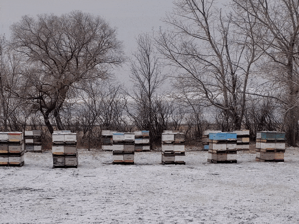 Getting Winter Ready - for Humans and for Bees