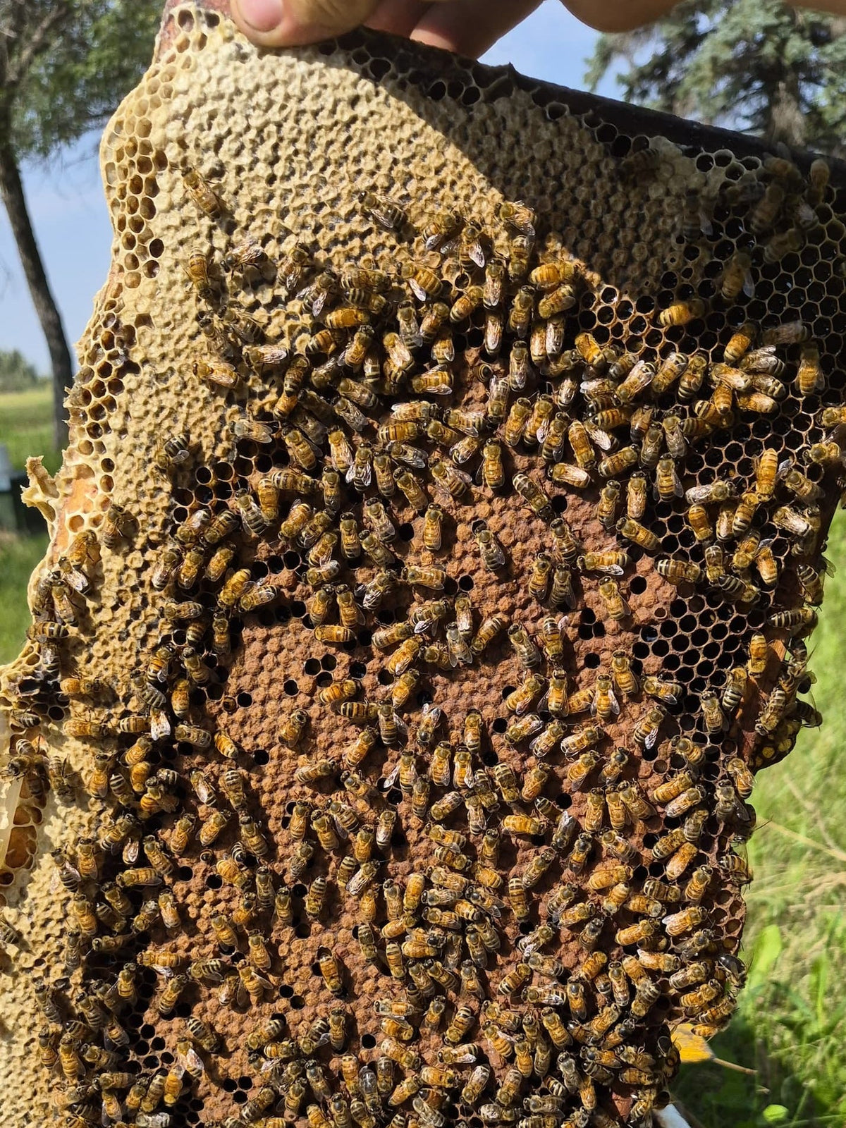 Bees sting...and bite?