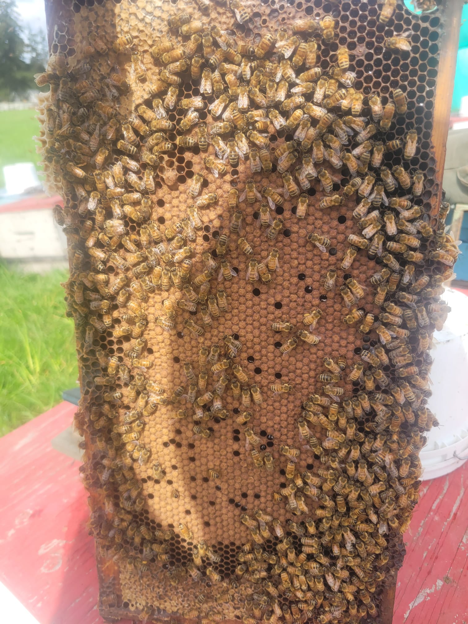 Why do you move all the bees?