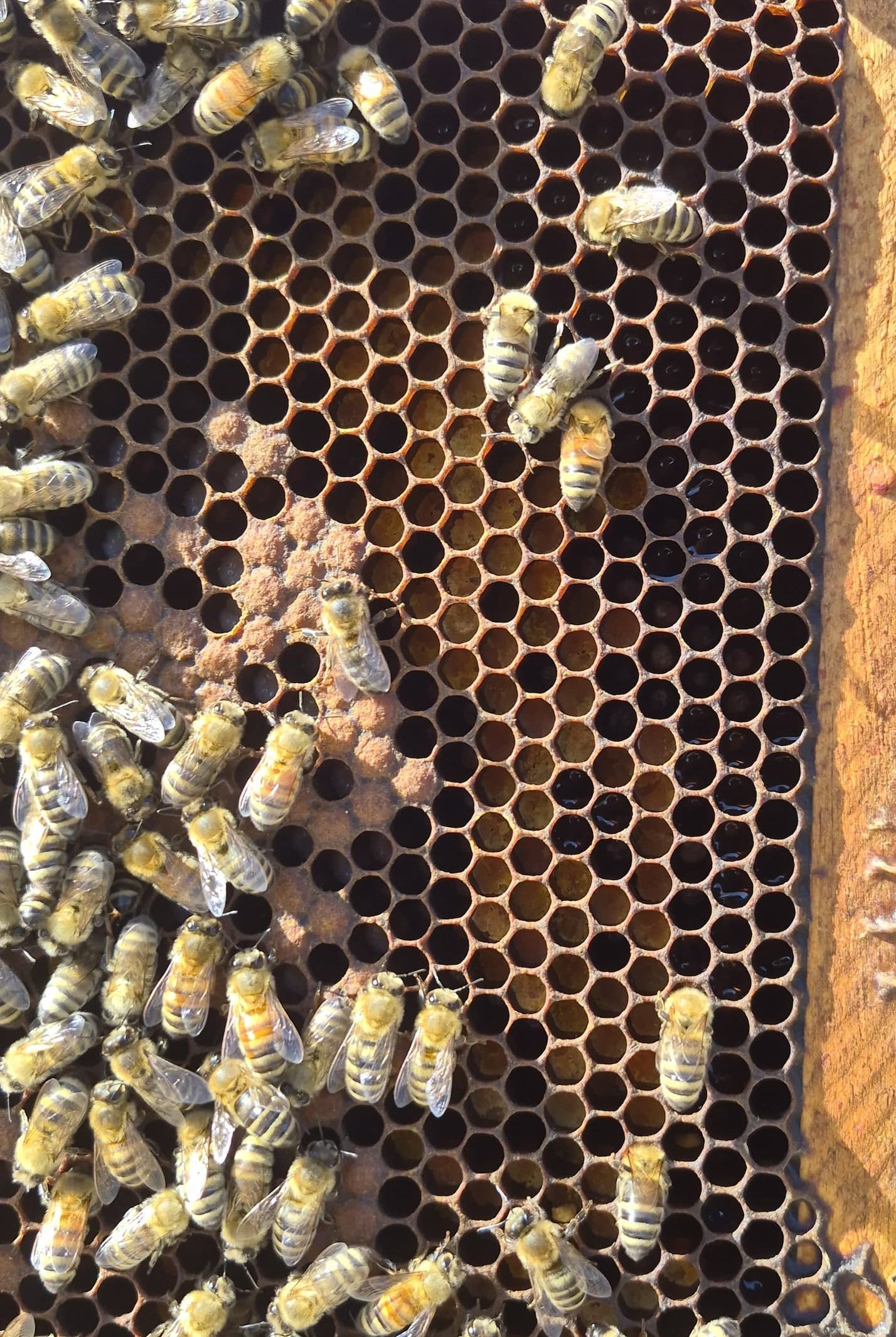 🐝 "They're dripping with bees!"