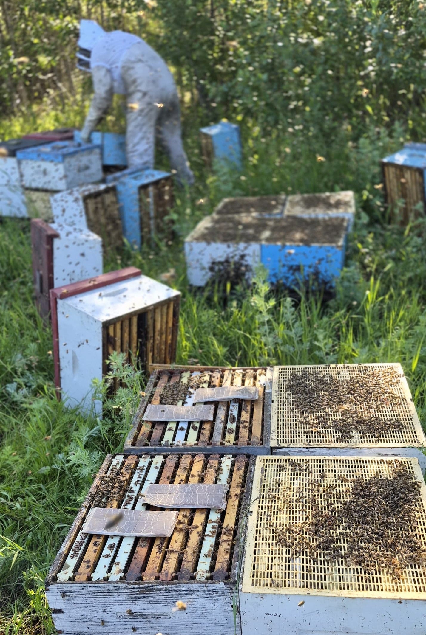 60 pounds of honey in 3 days