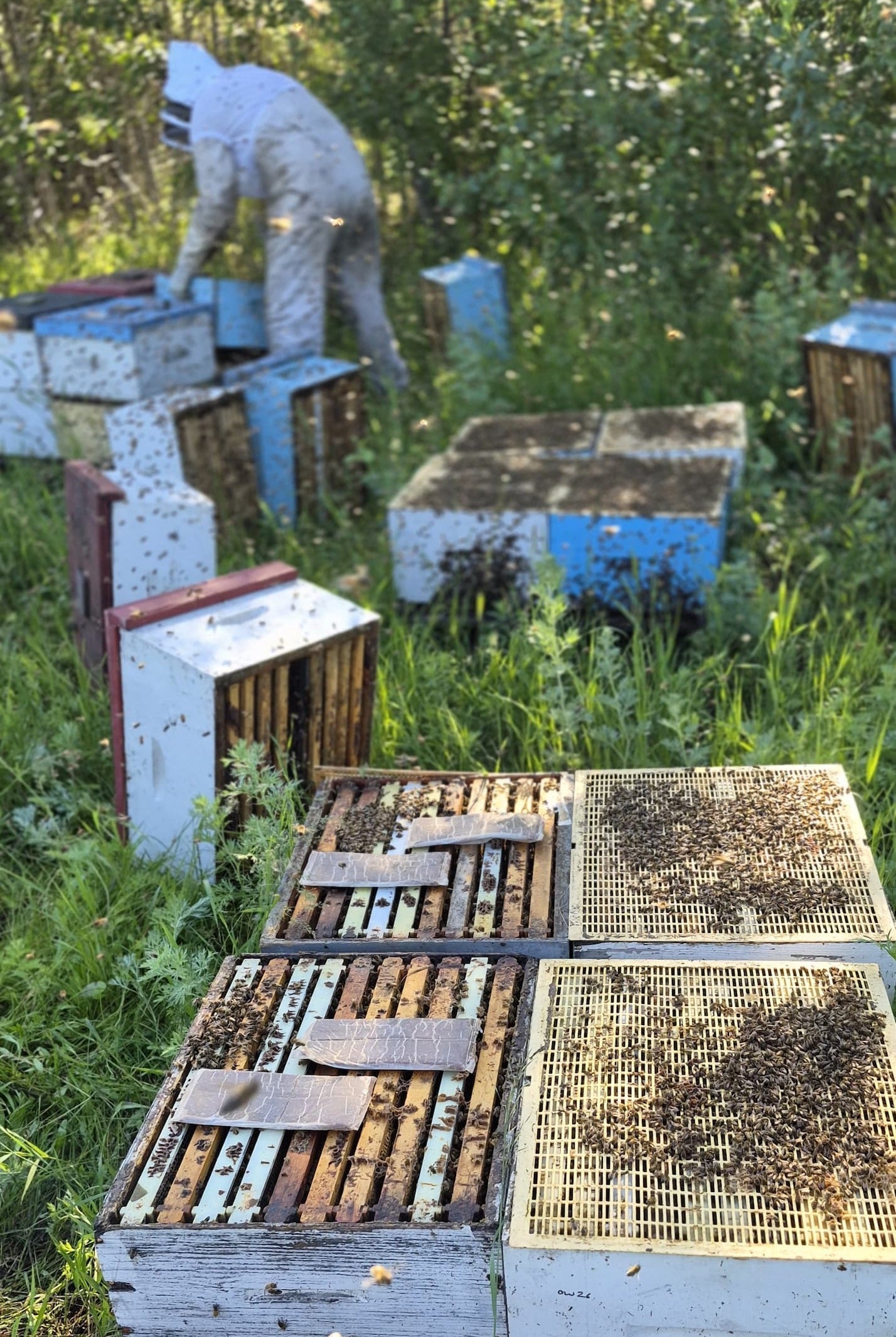 60 pounds of honey in 3 days