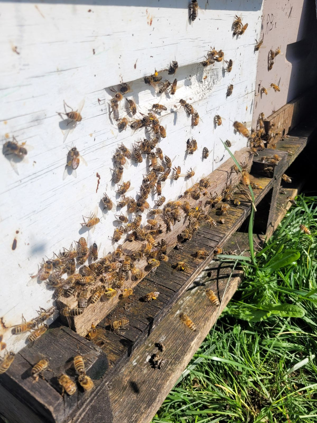 Hello sunshine, for the bees