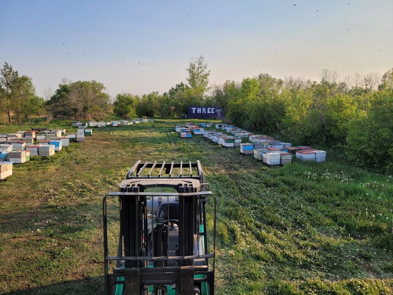 How to stop honeybees from swarming