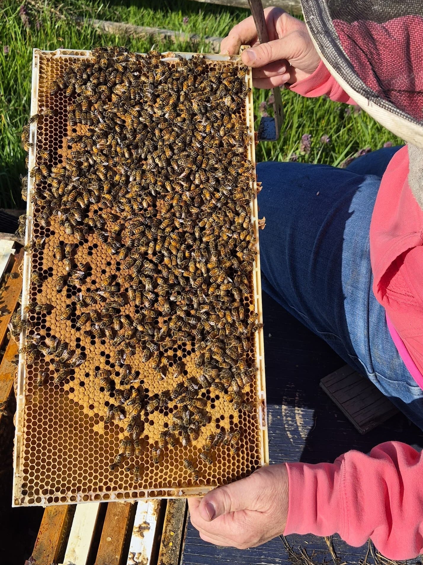 We finally opened the hives