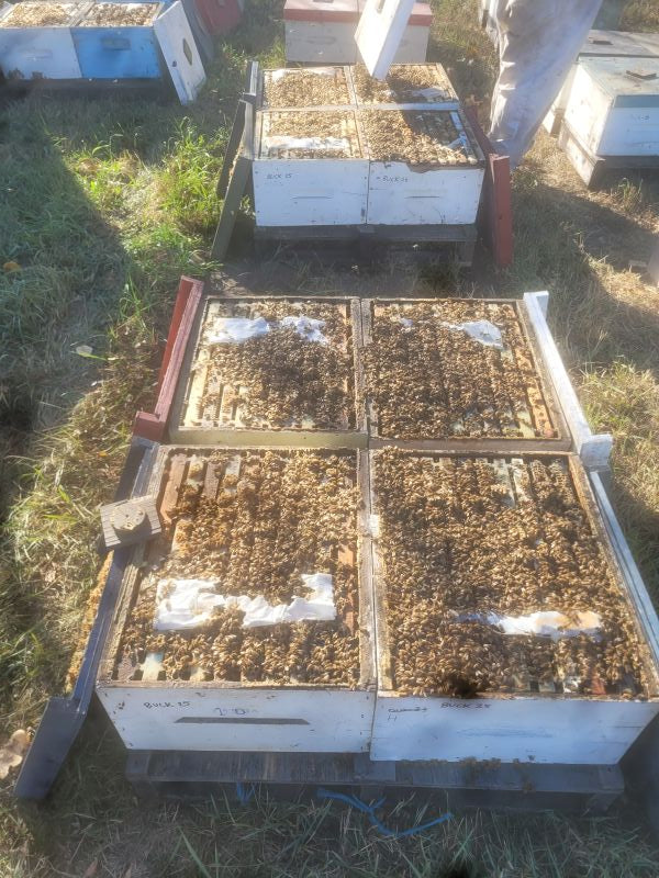 Getting ready for the bees' journey out west!