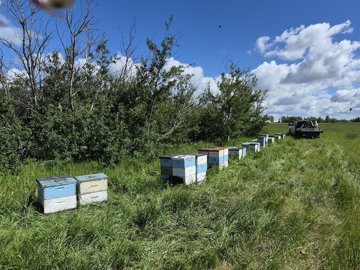Heading into the honey flow