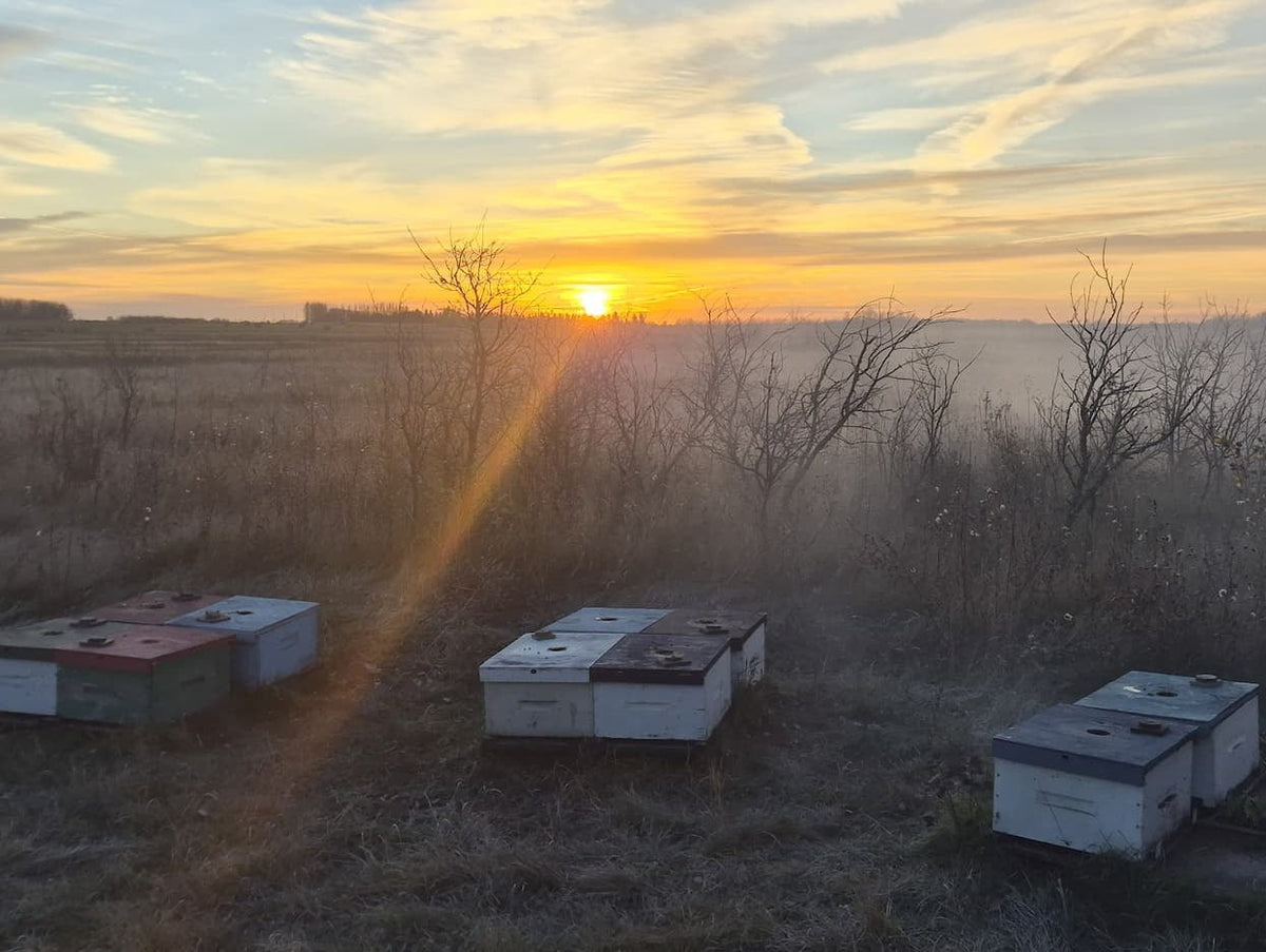 Can you make honey without bees?