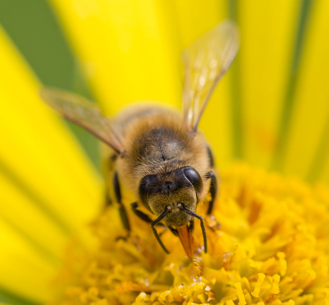 Andrew-s-Bees-May-2015-18