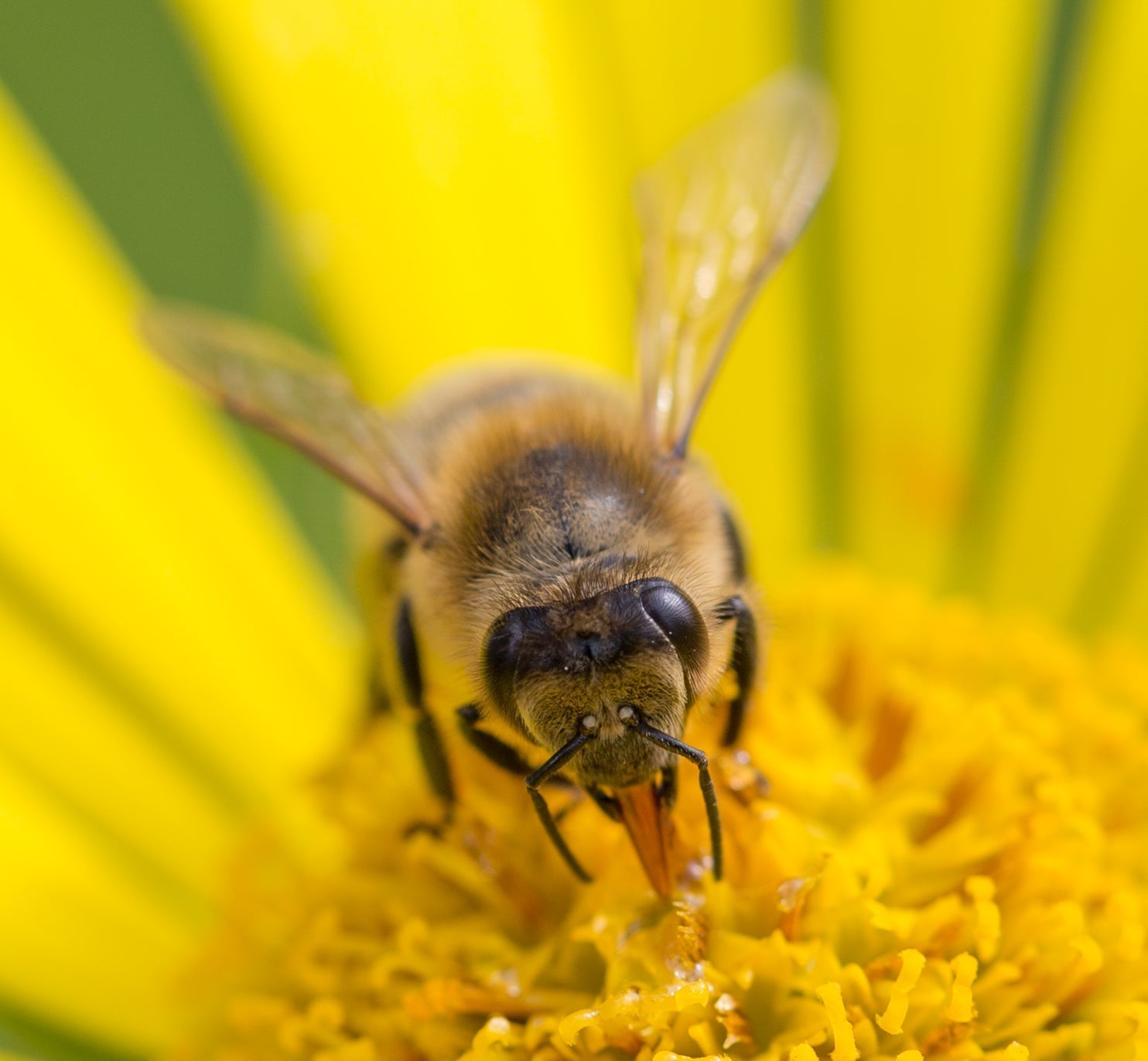 A honeybee harvesting nectar from a bright yellow flower
