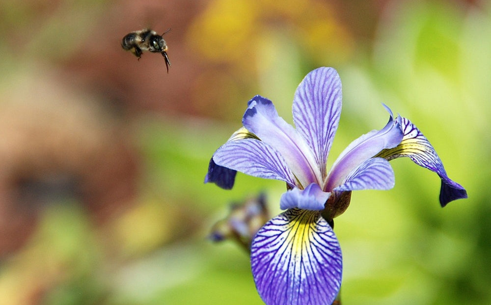 A bee flying towards a blue flag iris