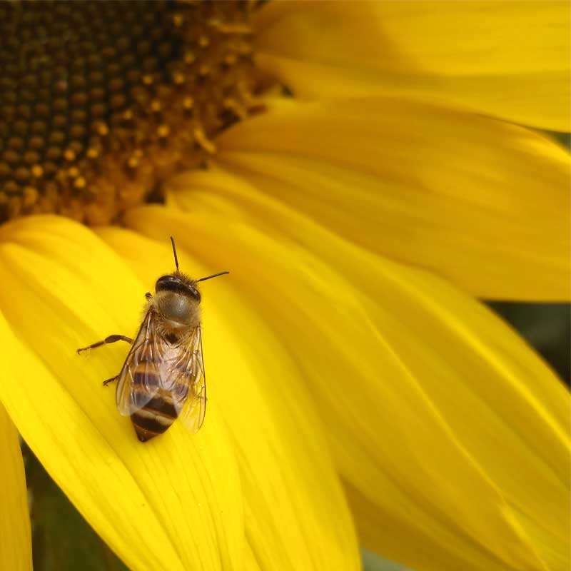 A honeybee resting on a sunflower petal