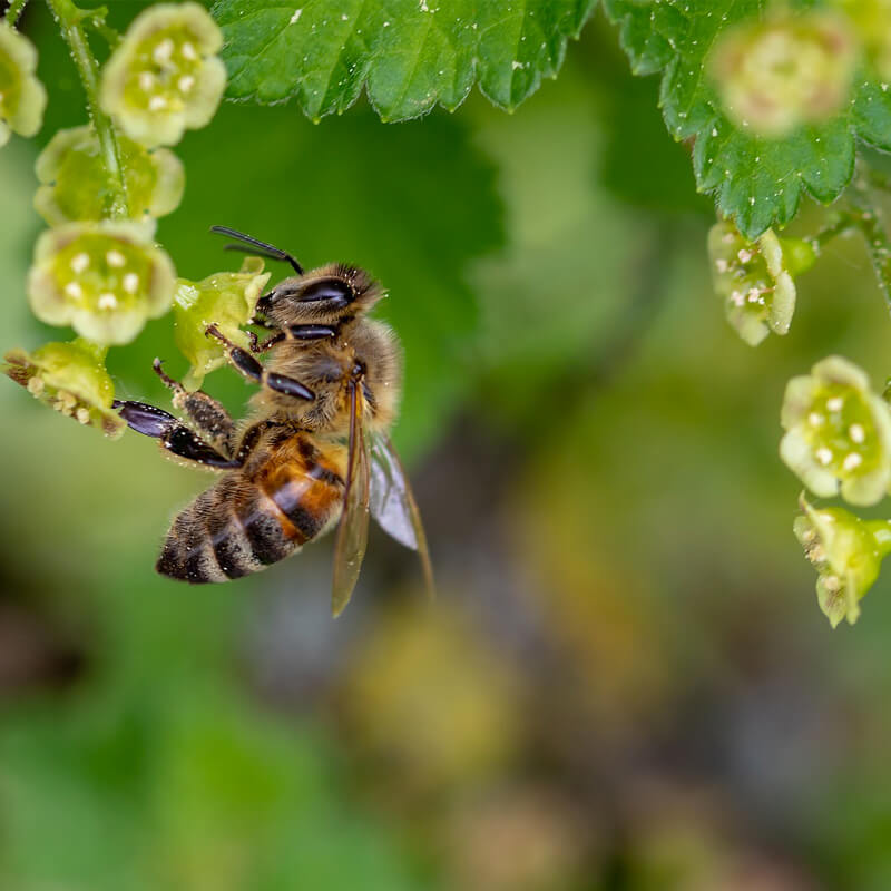 Honey-bee-green