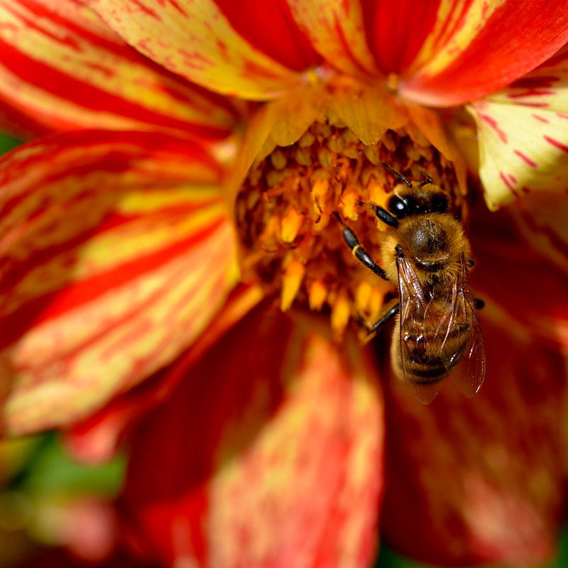 A bee harvesting nectar from a red and yellow flower