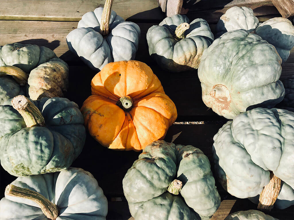 An orange pumpkin surrounded by blue-grey pumpkins