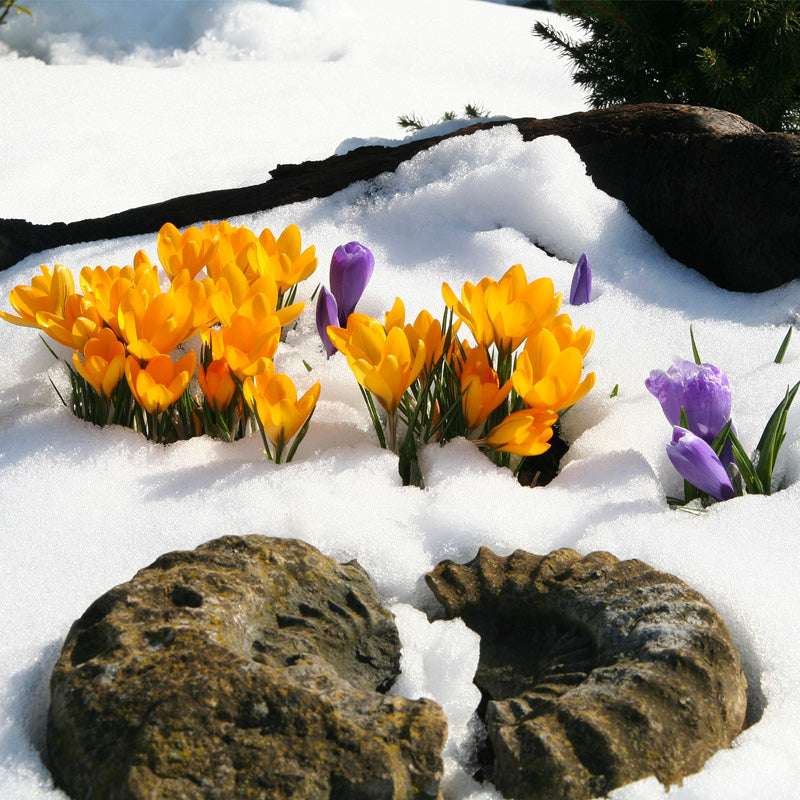 Orange and purple flowers poking up through the snow