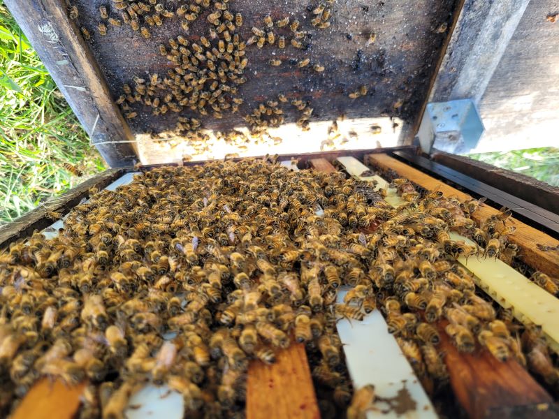 Bees get grumpy in the fall...