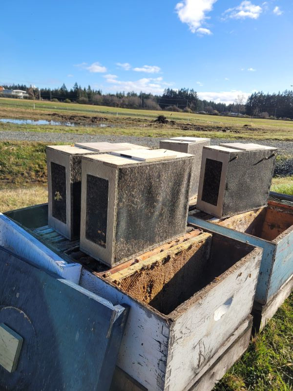 We lost a lot of bees