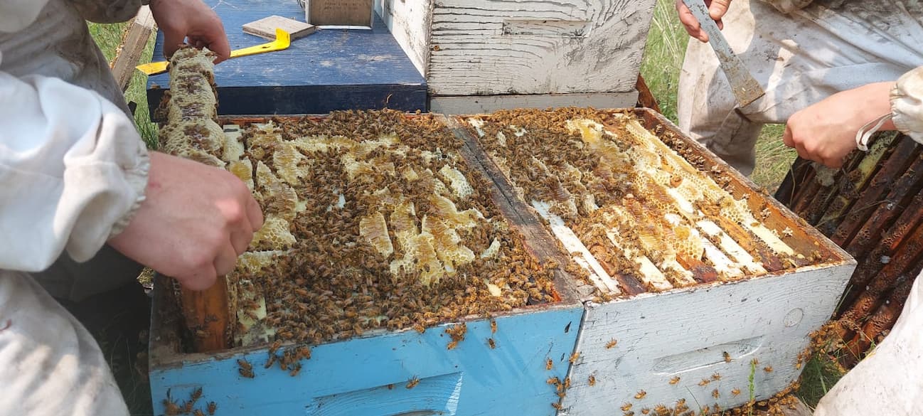 How nasty mites took over Australia's bees