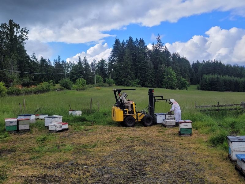 The bees are coming back to the prairies