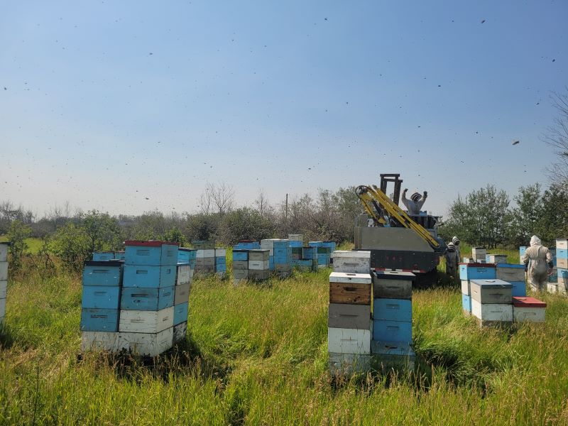 The air is full of NECTAR!