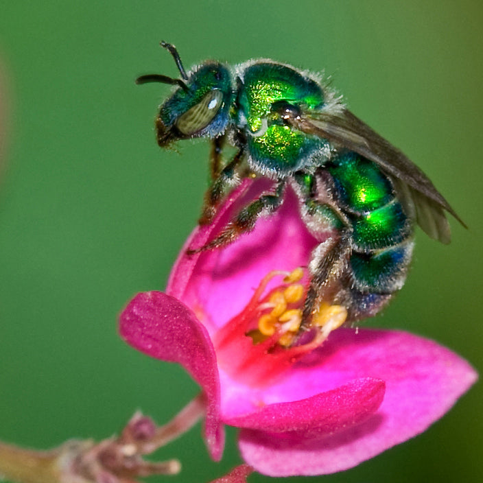 An iridescent green sweat bee