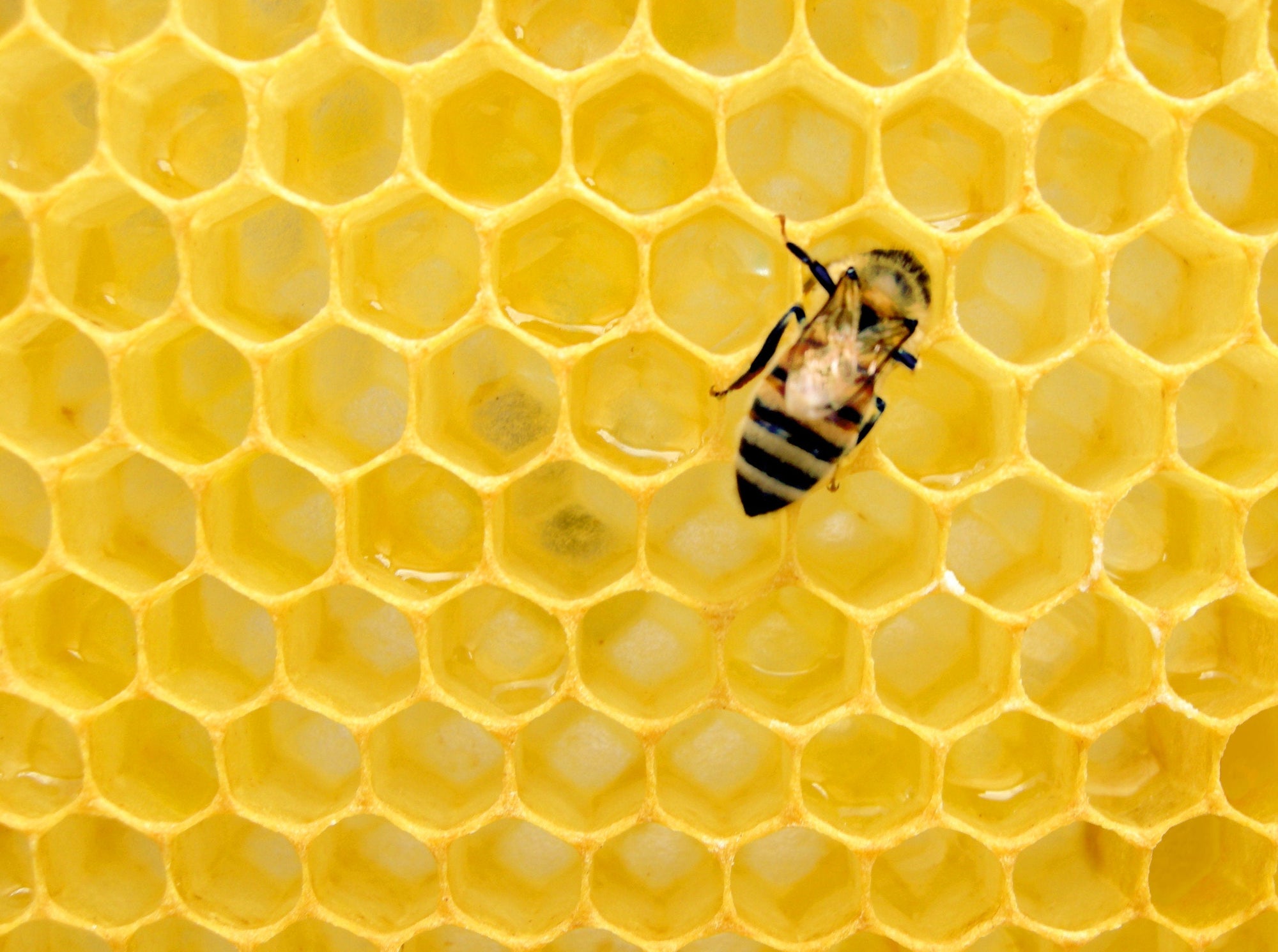 A honeybee crawling on honeycomb